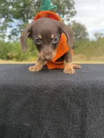 Chocolate Girl SH, a female Chihuahua and Miniature Dachshund for sale in Hugo, OK – 3 of 4