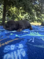 Black Boy, a male Chihuahua and Miniature Dachshund for sale in Hugo, OK – 2 of 3