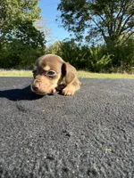 AKC SH Chocolate and Cream, a female Miniature Dachshund for sale in Hugo, OK – 3 of 6