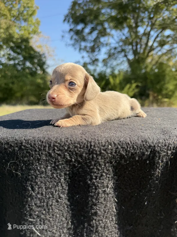 AKC SH Isabella and Cream – Miniature Dachshund puppy for sale in Hugo, OK