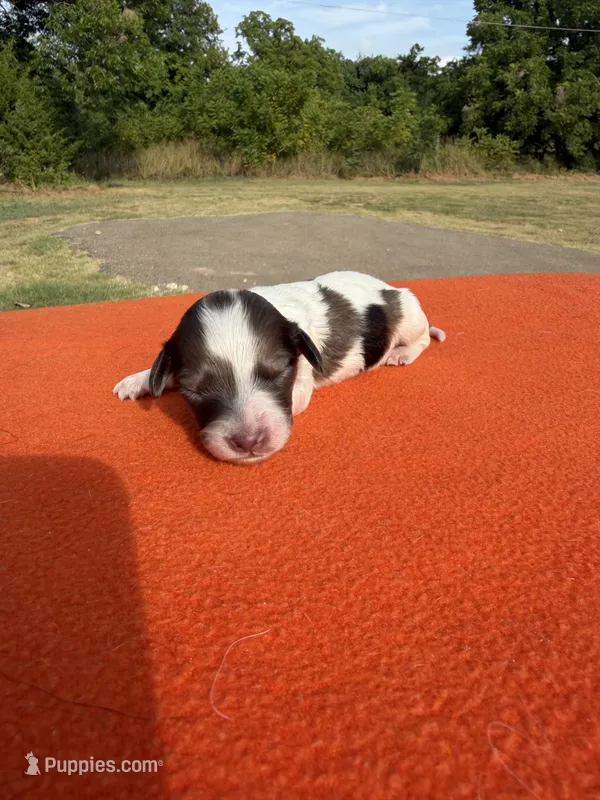 CKC LH Cream Dapple Piebald  – Miniature Dachshund puppy for sale in Hugo, OK