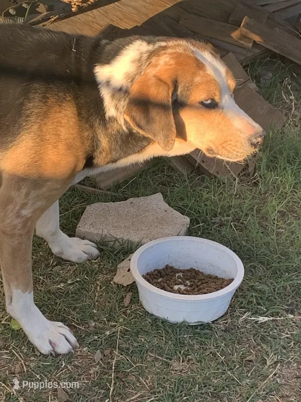 Oakley  – Catahoula Leopard Dog puppy for sale in Hugo, OK