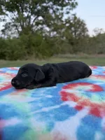 AKC Black and Tan Brindle , a female Miniature Dachshund for sale in Hugo, OK – 2 of 2