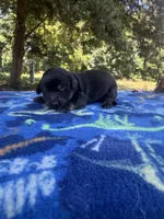Black Boy, a male Chihuahua and Miniature Dachshund for sale in Hugo, OK – 3 of 3
