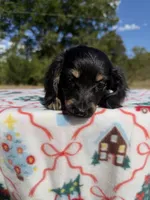 Black Boy, a male Chihuahua and Miniature Dachshund for sale in Hugo, OK – 2 of 6