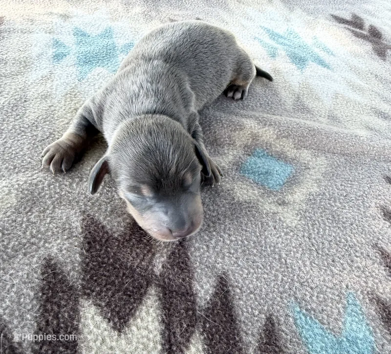 AKC SH Blue & Tan  – Miniature Dachshund puppy for sale in Hugo, OK
