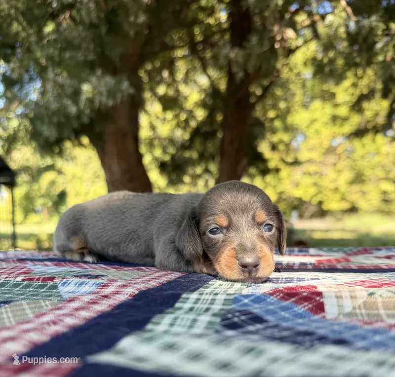 AKC SH Blue & Tan  – Miniature Dachshund puppy for sale in Hugo, OK