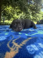 Chocolate Girl, a female Chihuahua and Miniature Dachshund for sale in Hugo, OK – 1 of 1