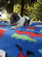 Little Beansprout , a male Miniature Dachshund for sale in Hugo, OK – 6 of 7