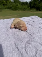 AKC ee Cream , a male Miniature Dachshund for sale in Hugo, OK – 2 of 2