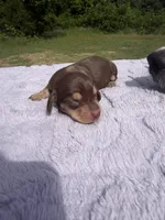 AKC Choc&Cream 2, a female Miniature Dachshund for sale in Hugo, OK – 2 of 2