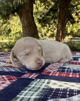 AKC SH Isabella and Cream Dapple , a male Miniature Dachshund for sale in Hugo, OK – 2 of 6