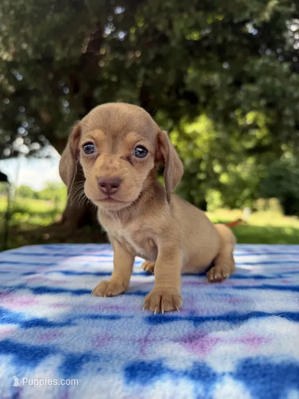AKC SH Cream Sable  – Miniature Dachshund puppy for sale in Hugo, OK