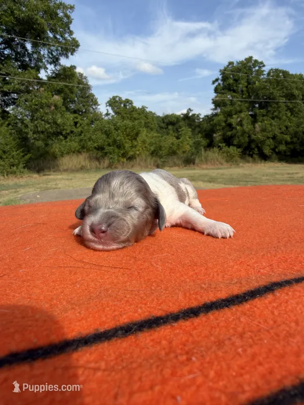 CKC LH Black and Tan Dapple Piebald – Miniature Dachshund puppy for sale in Hugo, OK