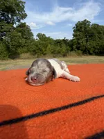 CKC LH Black and Tan Dapple Piebald, a male Miniature Dachshund for sale in Hugo, OK – 1 of 2