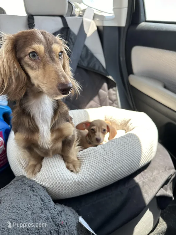 Trade? - AKC Expectant Litter  – Miniature Dachshund puppy for sale in Hugo, OK