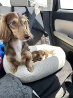 Trade? - AKC Expectant Litter , a  Miniature Dachshund for sale in Hugo, OK – 1 of 6