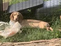 Trade? - AKC Expectant Litter , a  Miniature Dachshund for sale in Hugo, OK – 4 of 6
