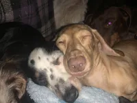 Trade? - AKC Expectant Litter , a  Miniature Dachshund for sale in Hugo, OK – 6 of 6