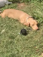 Trade? - AKC Expectant Litter , a  Miniature Dachshund for sale in Hugo, OK – 5 of 6