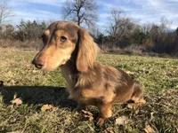 Trade? - AKC Expectant Litter , a  Miniature Dachshund for sale in Hugo, OK – 2 of 6