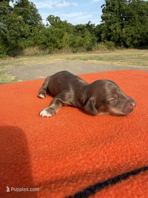 CKC Red – Miniature Dachshund puppy for sale in Hugo, OK