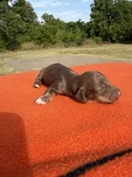 CKC Red, a male Miniature Dachshund for sale in Hugo, OK – 1 of 3