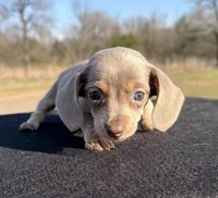 AKC Isabella & Tan SH, a female Miniature Dachshund for sale in Hugo, OK – Photo 2 of 7