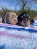 AKC Isabella & Tan SH, a female Miniature Dachshund for sale in Hugo, OK – Photo 6 of 7