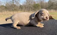 AKC Isabella & Tan SH, a female Miniature Dachshund for sale in Hugo, OK – Photo 3 of 7