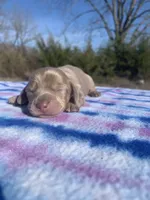 AKC Isabella & Tan SH, a female Miniature Dachshund for sale in Hugo, OK – Photo 5 of 7