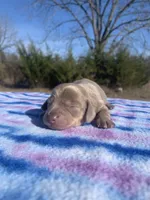AKC Isabella & Tan SH, a female Miniature Dachshund for sale in Hugo, OK – Photo 7 of 7