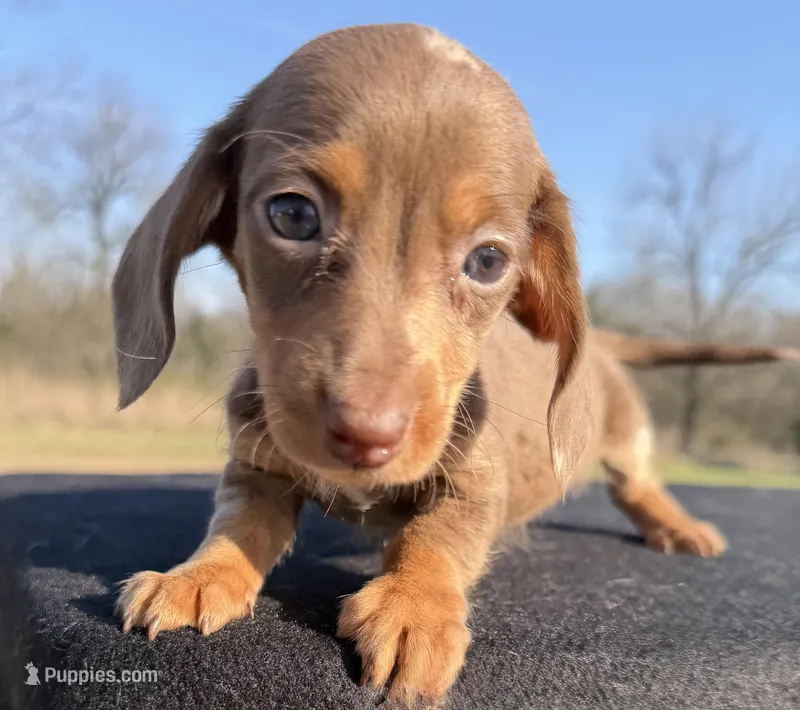 AKC Chocolate Dapple SH, a female Miniature Dachshund for sale in Hugo, OK – Photo 1 of 8