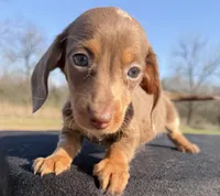 AKC Chocolate Dapple SH, a female Miniature Dachshund for sale in Hugo, OK – Photo 1 of 8