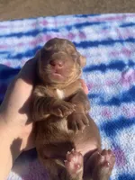 AKC Chocolate Dapple SH, a female Miniature Dachshund for sale in Hugo, OK – Photo 8 of 8