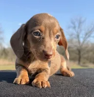 AKC Chocolate Dapple SH, a female Miniature Dachshund for sale in Hugo, OK – Photo 2 of 8