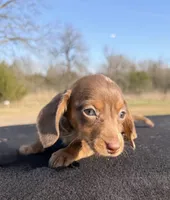 AKC Chocolate Dapple SH, a female Miniature Dachshund for sale in Hugo, OK – Photo 4 of 8