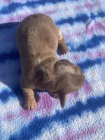 AKC Chocolate Dapple SH, a female Miniature Dachshund for sale in Hugo, OK – Photo 7 of 8