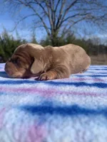 AKC Chocolate Dapple SH, a female Miniature Dachshund for sale in Hugo, OK – Photo 6 of 8