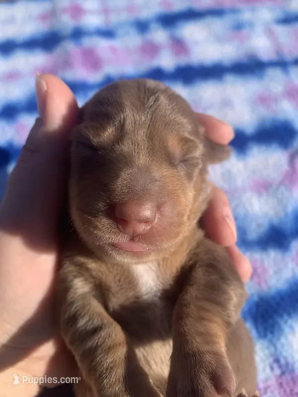 AKC Chocolate Dapple SH