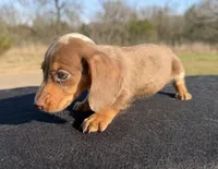 AKC Chocolate Dapple SH, a female Miniature Dachshund for sale in Hugo, OK – Photo 3 of 8
