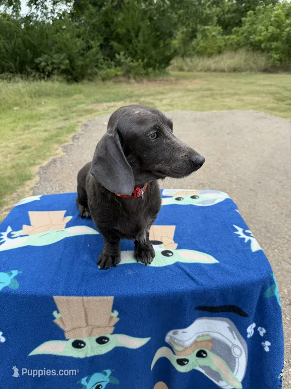 Free- CDA Affected  – Miniature Dachshund puppy for sale in Hugo, OK