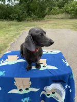 Free- CDA Affected , a male Miniature Dachshund for sale in Hugo, OK – 1 of 1