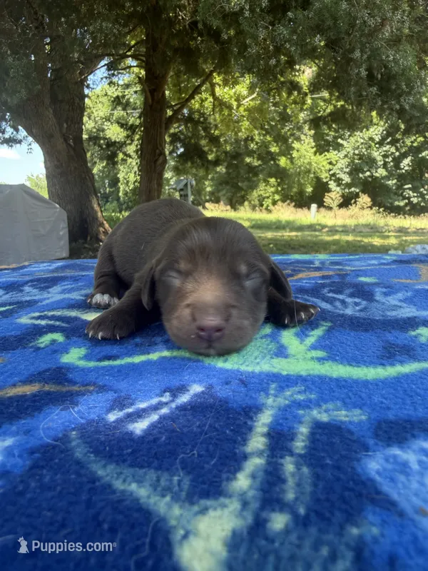Chocolate Boy  – Chihuahua, Miniature Dachshund puppy for sale in Hugo, OK
