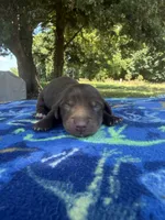 Chocolate Boy , a male Chihuahua and Miniature Dachshund for sale in Hugo, OK – 1 of 2