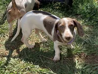 Ivy , a female Miniature Dachshund for sale in Hugo, OK – 3 of 3