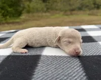 AKC Isabella and Cream Dapple , a male Miniature Dachshund for sale in Hugo, OK – 4 of 4