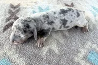 AKC SH Blue Dapple , a male Miniature Dachshund for sale in Hugo, OK – 3 of 4