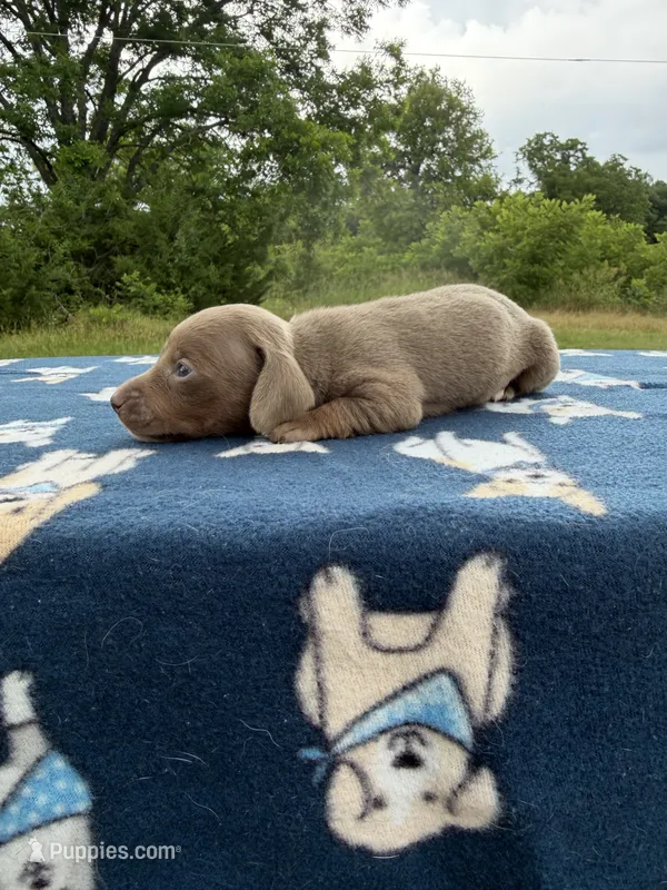 SH Isabella & Tan  – Miniature Dachshund puppy for sale in Hugo, OK