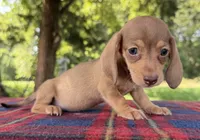 AKC SH Cream Sable , a female Miniature Dachshund for sale in Hugo, OK – 3 of 7